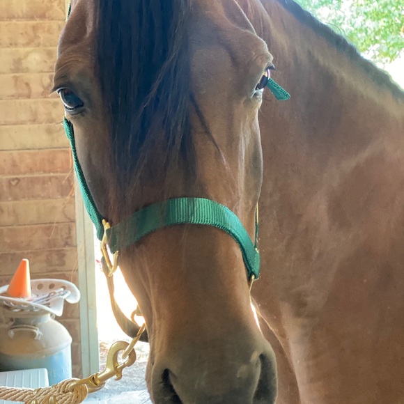 Meet your Posher, Brianne - Picture 3 of 5